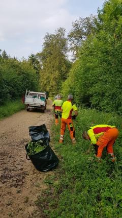 Bekämpfung Neophyten