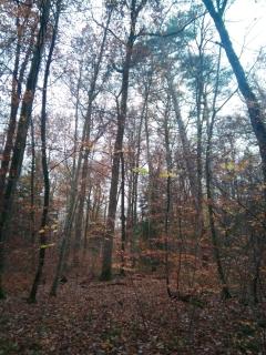 Baumartenzusammensetzung